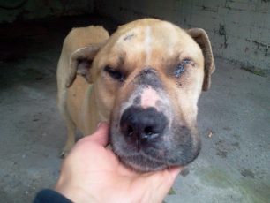 Σέρρες: Σκύλος εντοπίστηκε κακοποιημένος στο σώμα και το κεφάλι